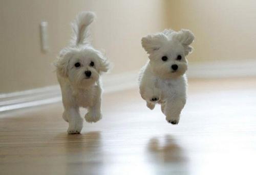 floating-cute-puppies.jpg