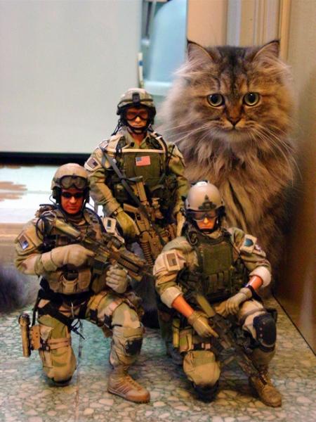 tactical-cat.jpg