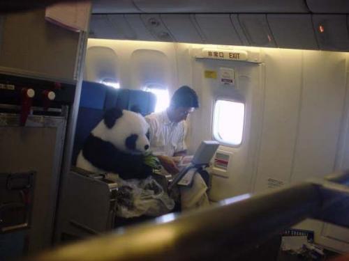 airplane-panda.jpg