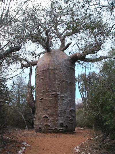 baobab-teapot-ifaty.jpg