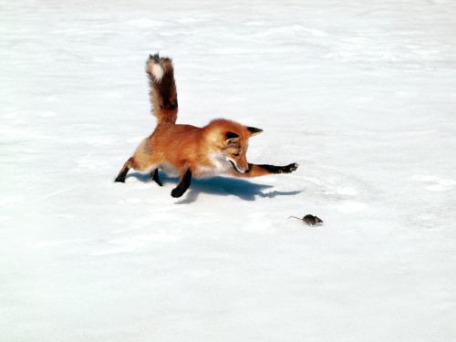 chasing-a-snack-red-fox.jpg
