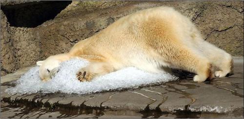 polar-bear-cool.jpg