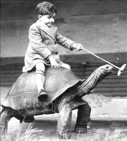 turtle-rider.jpg