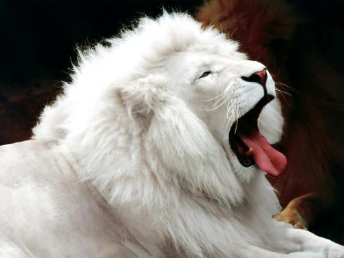 white-lion.jpg