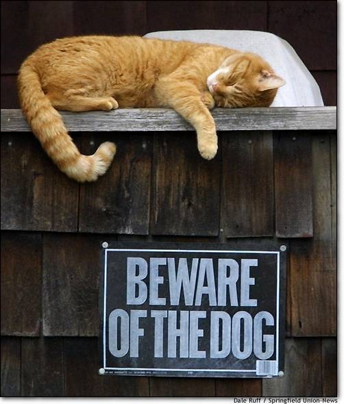 beware-of-the-dog.jpg