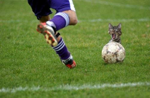 soccer-cat.jpg