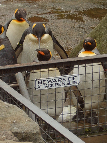 Beware of attack penguins