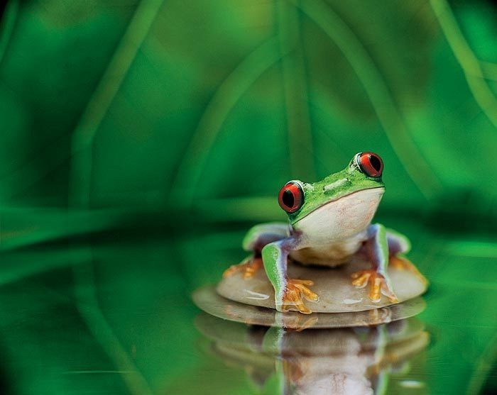 cute-frog.jpg