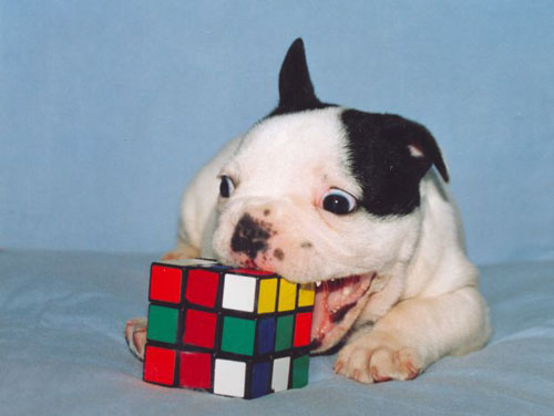 Rubiks Dog