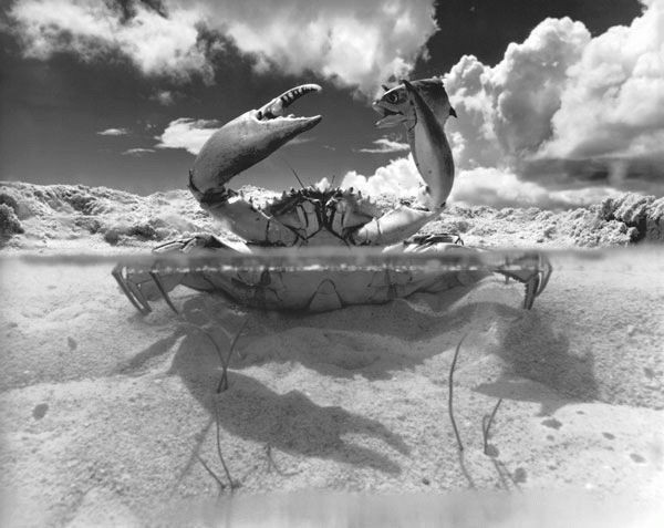 water-crab.jpg