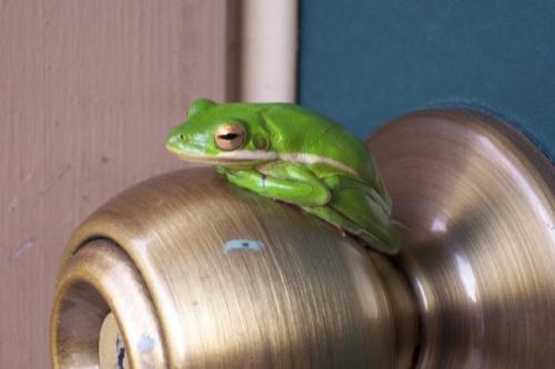door-knob-frog.jpg