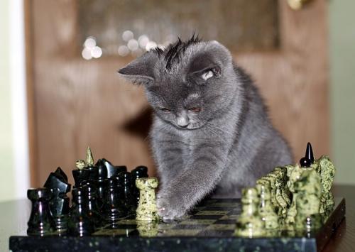 kitty-chess.jpg
