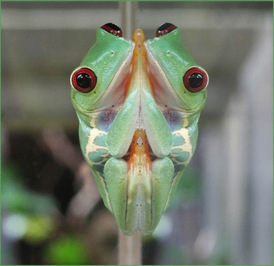 mirror-frog.jpg