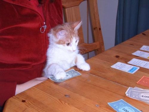 monopoly-cat.jpg