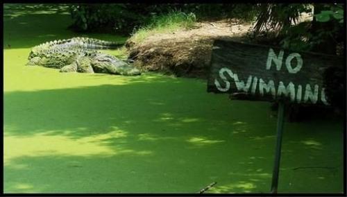 no-swimming-gator.jpg