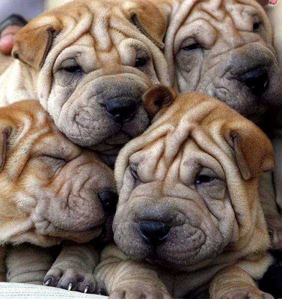 pile-of-puppies.jpg