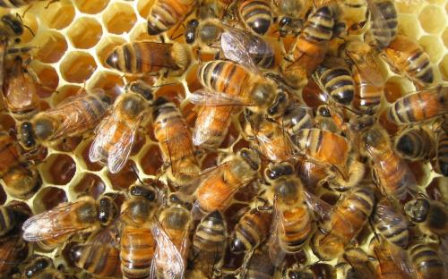 bees-wallpaper.jpg