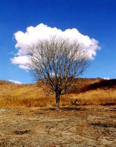 tree-cloud