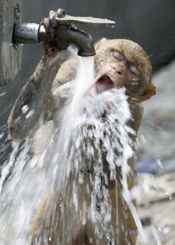 water-monkey