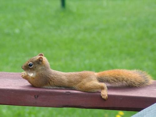 nut-resting