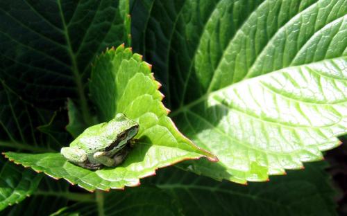 frog-leaf.jpg