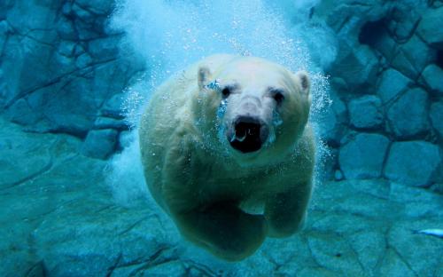 polar-bear-swimer.jpg