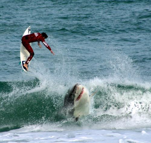 shark-vs-surfer.jpg