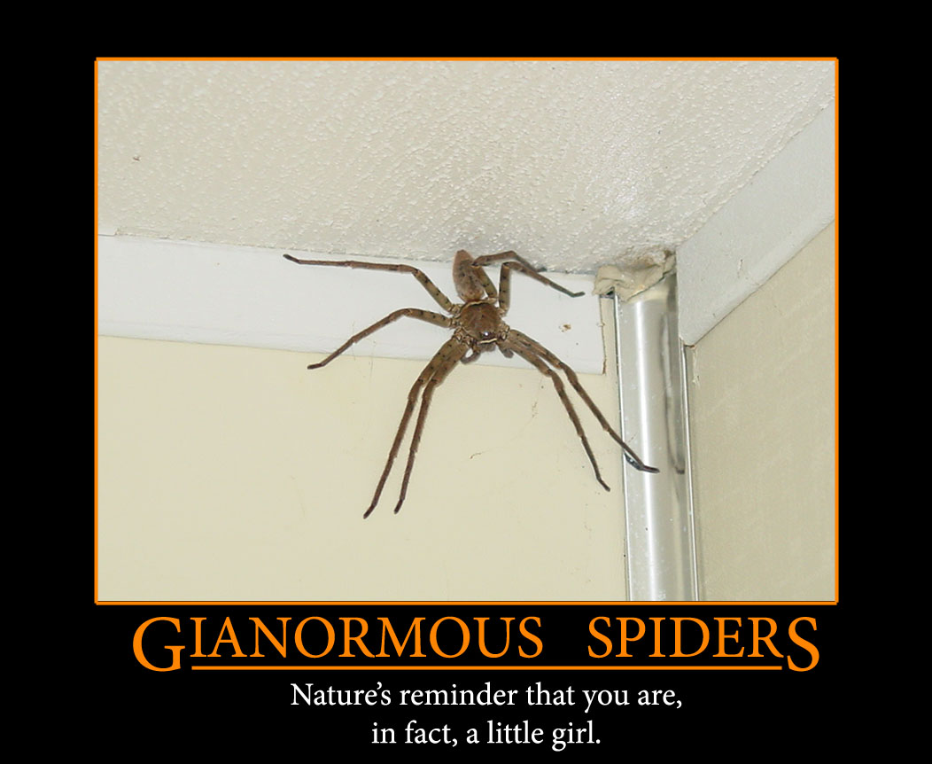 Gianormous Spiders Myconfinedspace 