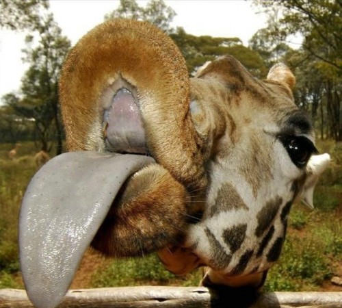 giraffe tongue