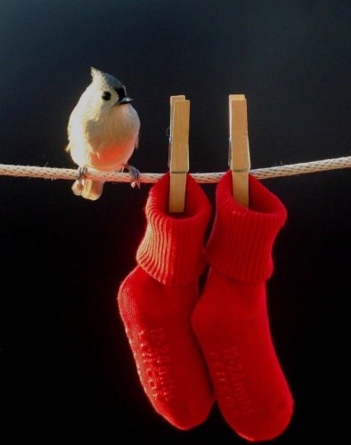 Red Socks bird