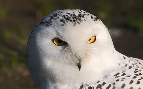 Snow Owl