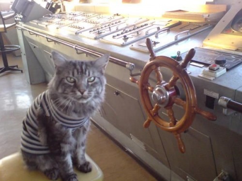 captain cat