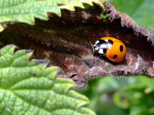 Lady Bug