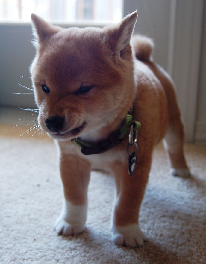 angry cute dog