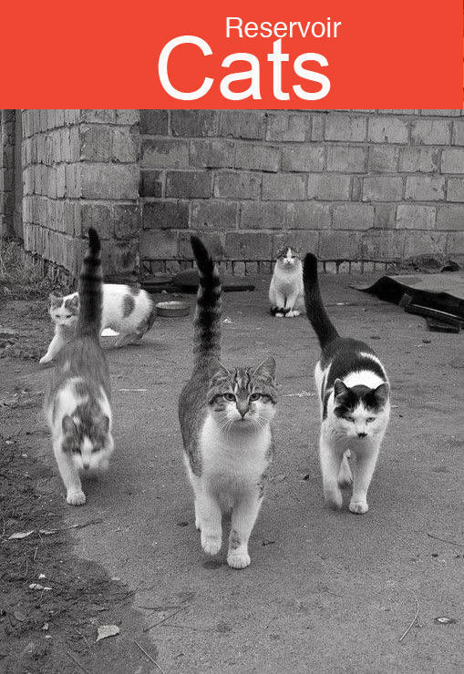 reservoir-cats