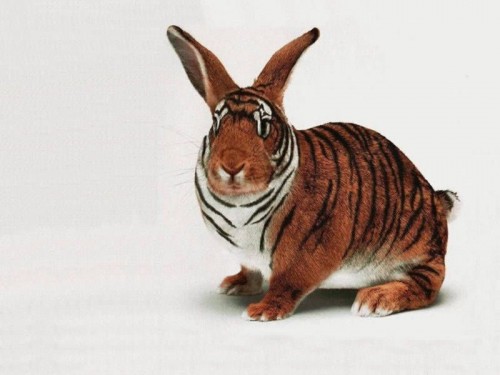 tiger bunny