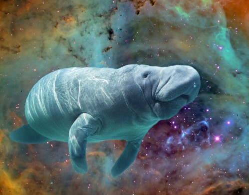 SPACE MANATEE