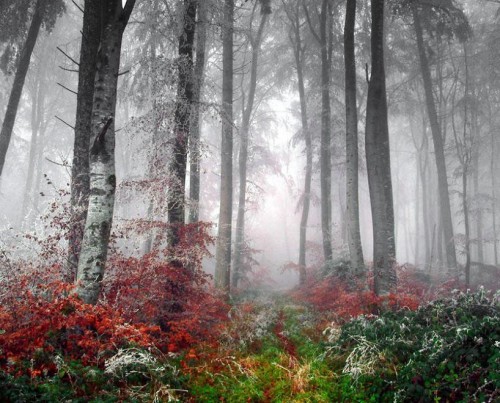 forest in Iran