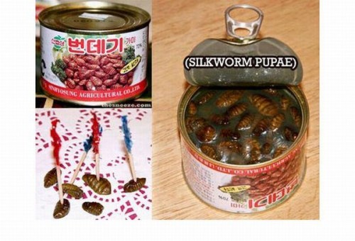 silkworm