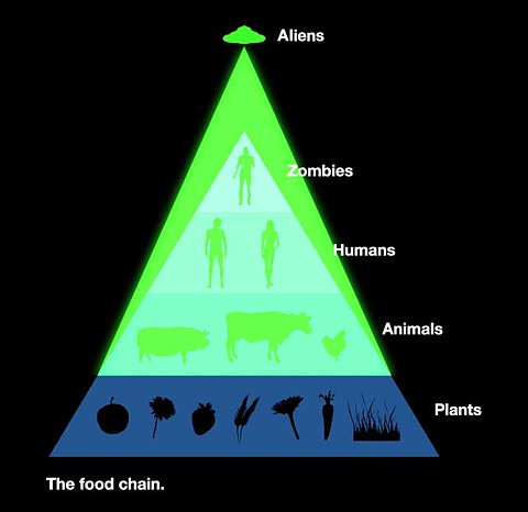 food chain