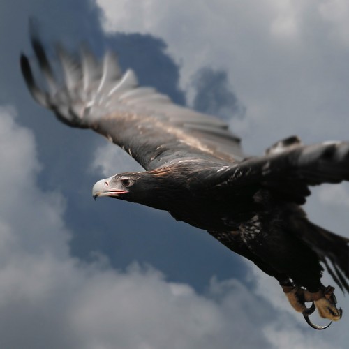 wedge tailed eagle--wedgie