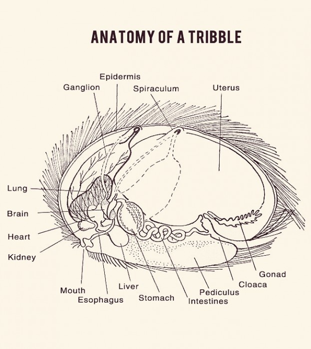 anatomy of a tribble