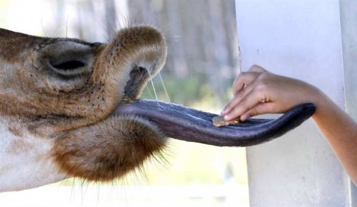 giraffee tongue