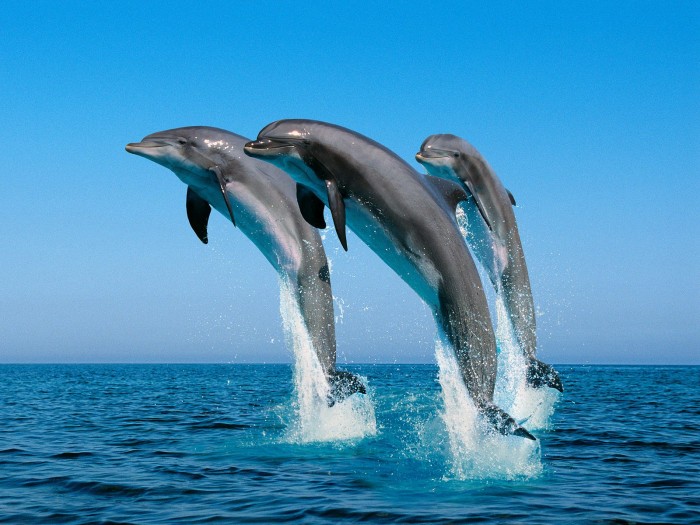 jumping dolphin wallpaper