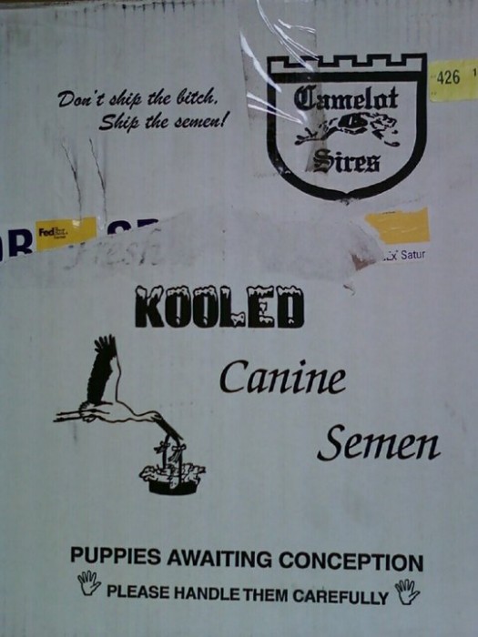 kooled canine semen