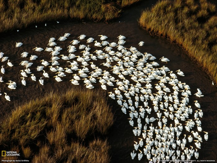 White Pelicans, Mississippi