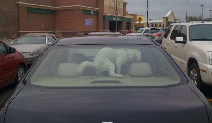 don't leave your dog in your car!