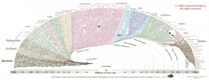 evolutionary tree