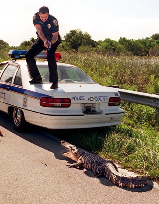 Alligator Cop