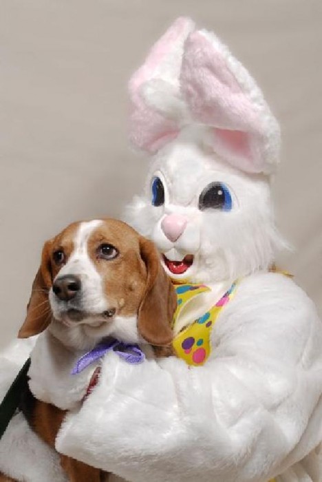 Dog And Bunny